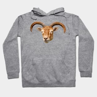 Soay Sheep Hoodie